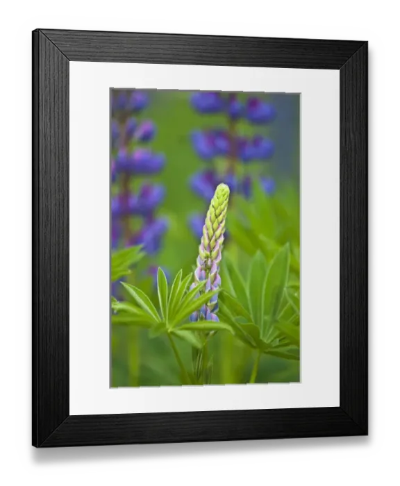Framed Print : USA, Maine, Acadia National Park. Close-up of lupine flower bud starting to bloom Framed Print : USA, Maine, Acadia National Park. Close-up of lupine flower bud starting to bloom