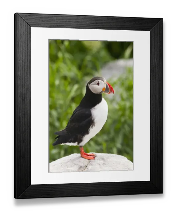 Framed Print : Atlantic puffin on Machias Seal Island near Cutler, Maine, USA Framed Print : Atlantic puffin on Machias Seal Island near Cutler, Maine, USA
