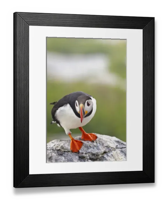Framed Print : Atlantic puffin on Machias Seal Island near Cutler, Maine, USA Framed Print : Atlantic puffin on Machias Seal Island near Cutler, Maine, USA