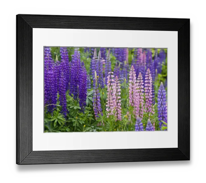 Framed Print : Lupine wildflowers near Lubec, Maine, USA Framed Print : Lupine wildflowers near Lubec, Maine, USA