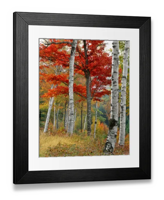 Framed Print : USA, Maine, Wyman Lake. Forest of birch and maples in autumn colors. Credit as: Steve