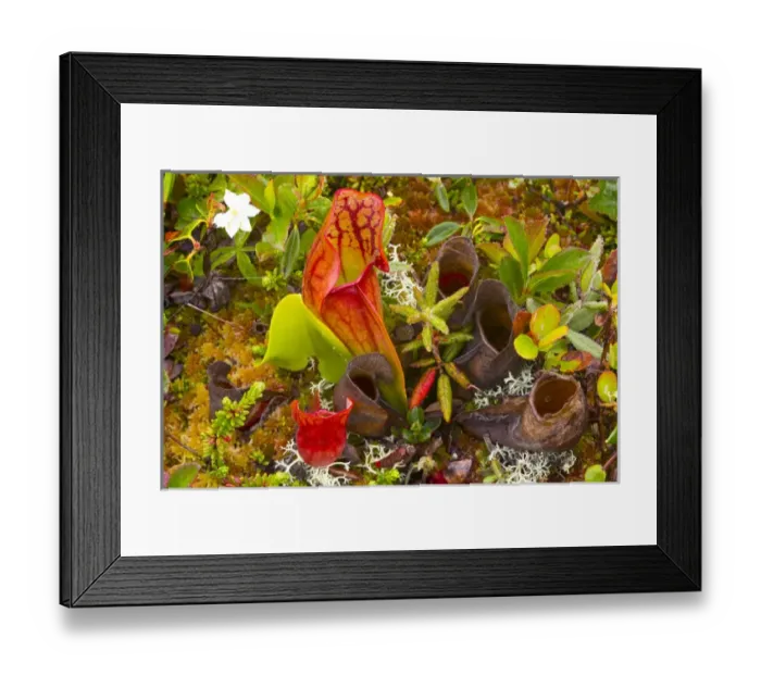 Framed Print : Pitcher plants in a bog near Lubec, Maine, USA Framed Print : Pitcher plants in a bog near Lubec, Maine, USA
