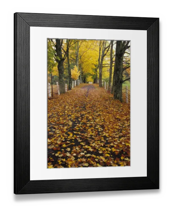 Framed Print : NA, USA, Maine, near Bristol Fallen maple leaves in roadway Framed Print : NA, USA, Maine, near Bristol Fallen maple leaves in roadway