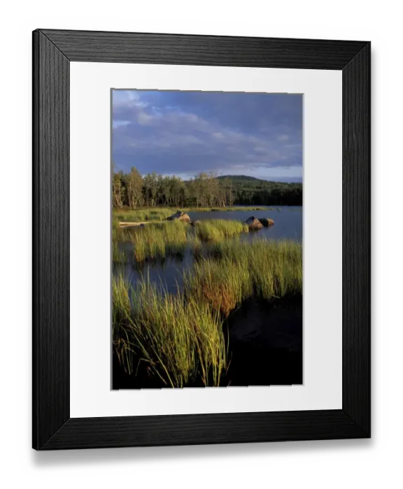 Framed Print : Umbagog Lake. Reeds. Northern Forest. The Rapid River empties into Umbagog Lake Framed Print : Umbagog Lake. Reeds. Northern Forest. The Rapid River empties into Umbagog Lake