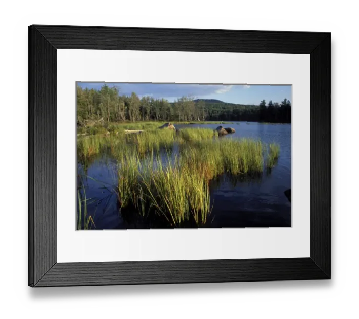 Framed Print : Umbagog Lake. Reeds. Northern Forest. The Rapid River empties into Umbagog Lake