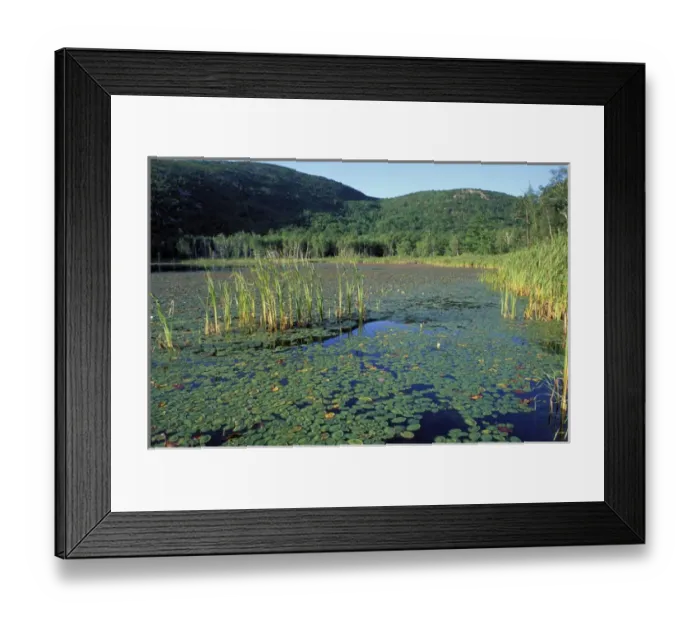 Framed Print : Acadia N. P. ME. Fragrant WaterLily Nymphaea odorata Beaver pond Champlain Mtn Framed Print : Acadia N. P. ME. Fragrant WaterLily Nymphaea odorata Beaver pond Champlain Mtn
