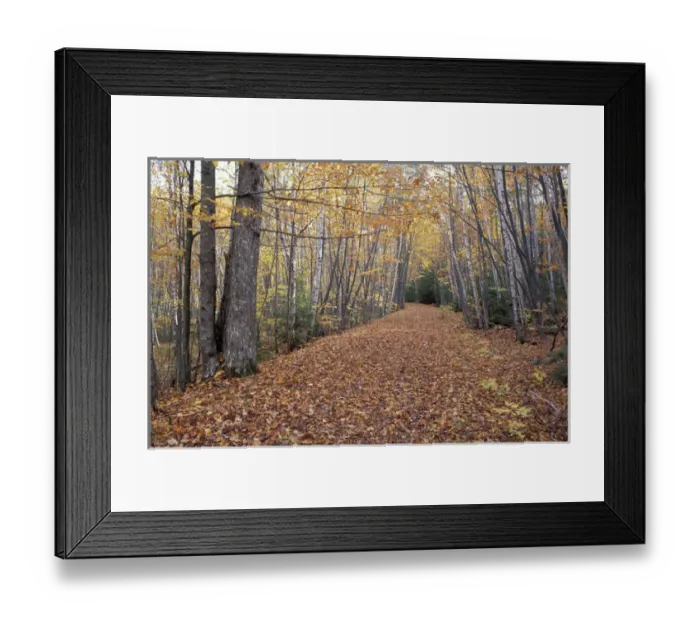 Framed Print : Acadia NP, ME. New England Fall. Gravel Road near Sieur de Monts Spring Framed Print : Acadia NP, ME. New England Fall. Gravel Road near Sieur de Monts Spring