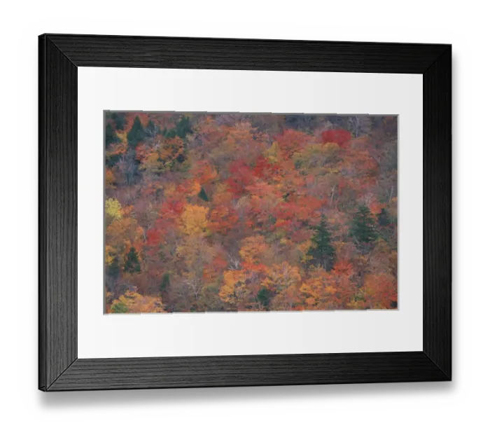 Framed Print : Acadia NP, ME. Northern Hardwood Forest Fall Foliage From the South Bubble Framed Print : Acadia NP, ME. Northern Hardwood Forest Fall Foliage From the South Bubble