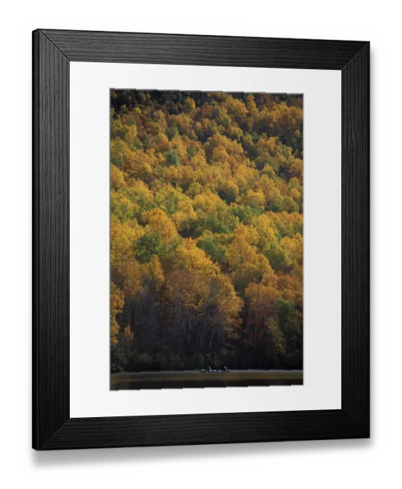 Framed Print : Lower South Branch Pond, Baxter S. P. ME. Canoeing amidst the fall foliage. Northern