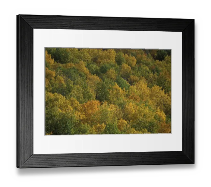 Framed Print : Lower South Branch Pond, Baxter S. P. ME. Fall colors in a northern hardwoods forest