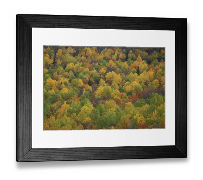 Framed Print : Lower South Branch Pond, Baxter S. P. ME. Fall colors in a northern hardwoods forest