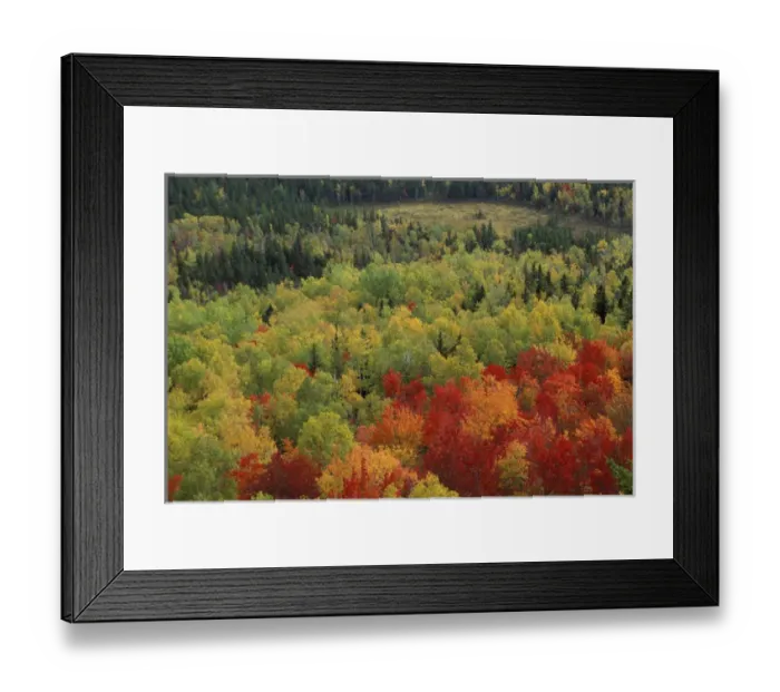 Framed Print : Near Russell Pond, Baxter SP, ME. Blazing fall colors in Baxters Wassataquoik Valley Framed Print : Near Russell Pond, Baxter SP, ME. Blazing fall colors in Baxters Wassataquoik Valley