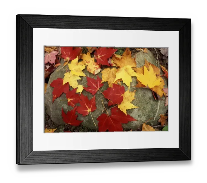 Framed Print : Russell Pond Tr. Baxter S. P. ME. Foliage. Close-Ups. A collection of maple leaves Framed Print : Russell Pond Tr. Baxter S. P. ME. Foliage. Close-Ups. A collection of maple leaves