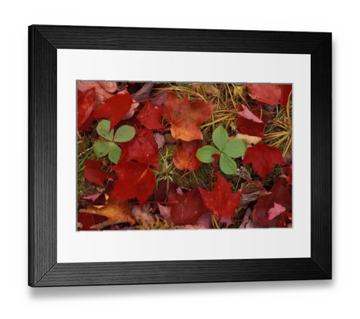 Framed Print : Baxter State Park, ME. Bunchberry and maple leaves color the forest floor Framed Print : Baxter State Park, ME. Bunchberry and maple leaves color the forest floor