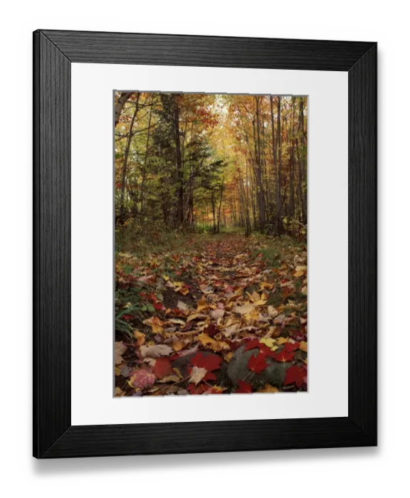 Framed Print : Russell Pond Tr. Baxter S. P. ME. Foliage. Trails. Fall colors beautify a trail