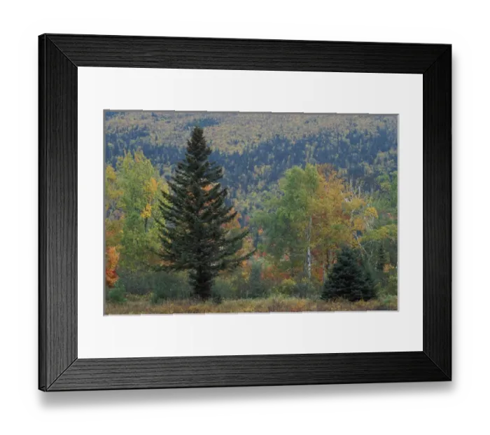 Framed Print : Russell Pond Trail, Baxter S. P. ME. Foliage. Trees. The colors of fall Framed Print : Russell Pond Trail, Baxter S. P. ME. Foliage. Trees. The colors of fall