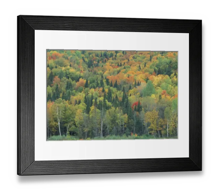 Framed Print : Allagash Village, St. John River, ME. A northern hardwood forest in fall Framed Print : Allagash Village, St. John River, ME. A northern hardwood forest in fall