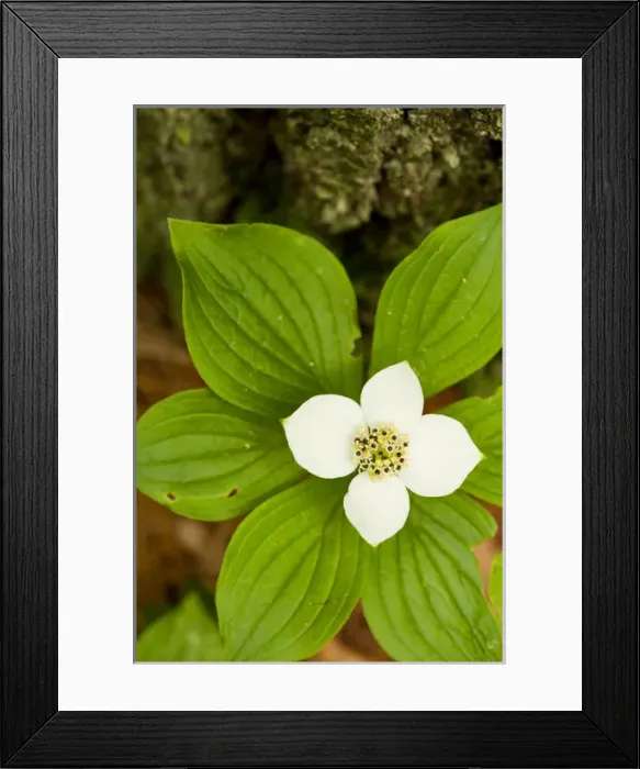 Framed Print : A bunchberry in bloom, Cornus canadensis, near Marquoit Bay in Brunswick, Maine Framed Print : A bunchberry in bloom, Cornus canadensis, near Marquoit Bay in Brunswick, Maine