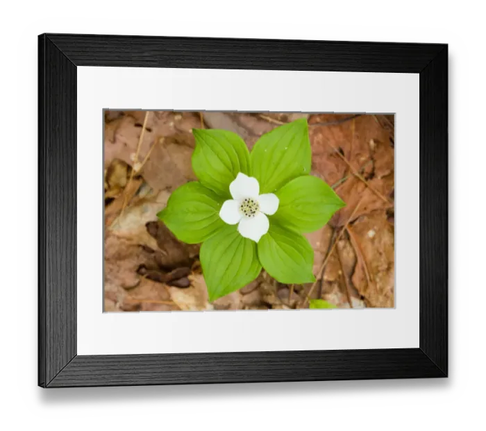 Framed Print : A bunchberry in bloom, Cornus canadensis, near Marquoit Bay in Brunswick, Maine