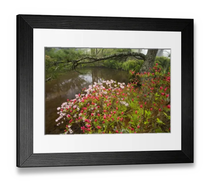 Framed Print : Asticou Azalea Gardens in Northeast Harbor, Maine. Near Acadia National Park on Mt Framed Print : Asticou Azalea Gardens in Northeast Harbor, Maine. Near Acadia National Park on Mt