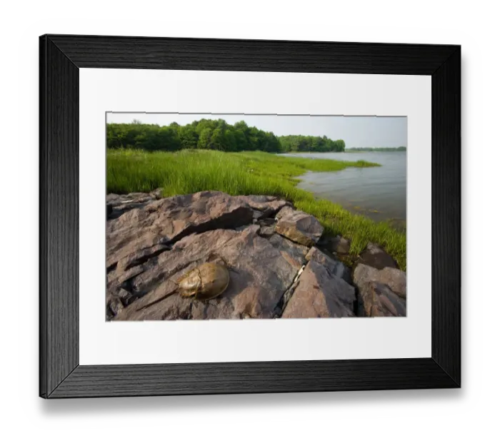 Framed Print : A tidal marsh in Marquoit Bay, Brunswick, Maine