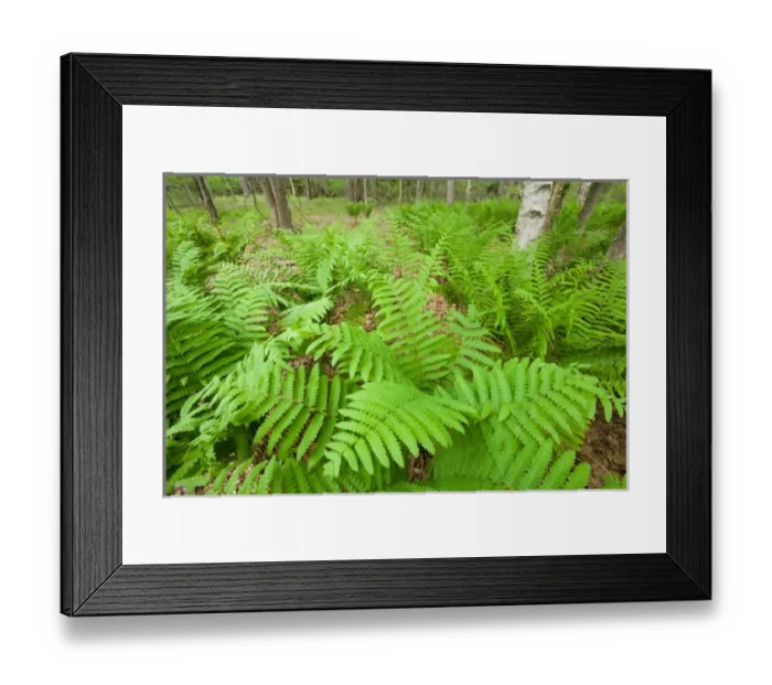 Framed Print : Ferns in the forest near Marquoit Bay in Brunswick, Maine