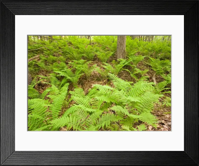 Framed Print : Ferns in the forest near Marquoit Bay in Brunswick, Maine Framed Print : Ferns in the forest near Marquoit Bay in Brunswick, Maine