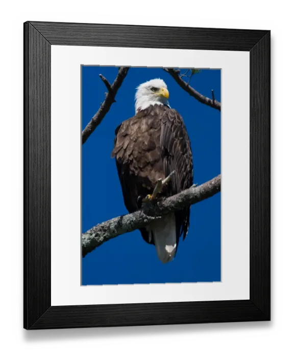 Framed Print : An adult Bald Eagle, Haliaeetus leucocephalus, perched in a white pine above Katahdin Framed Print : An adult Bald Eagle, Haliaeetus leucocephalus, perched in a white pine above Katahdin