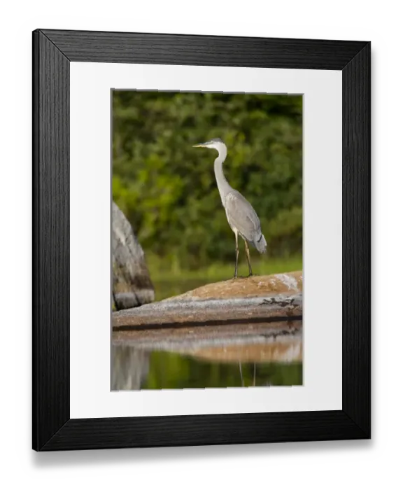 Framed Print : A great blue heron, Ardea herodias, feeds in Katahdin Lake near Maines Baxter Framed Print : A great blue heron, Ardea herodias, feeds in Katahdin Lake near Maines Baxter