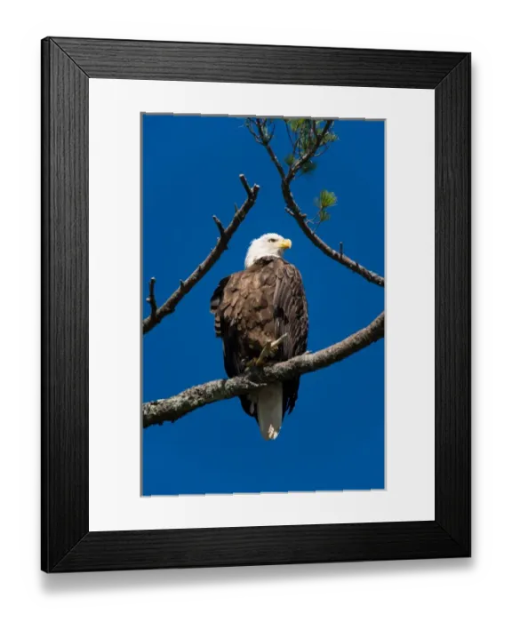 Framed Print : An adult Bald Eagle, Haliaeetus leucocephalus, perched in a white pine above Katahdin Framed Print : An adult Bald Eagle, Haliaeetus leucocephalus, perched in a white pine above Katahdin