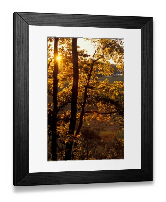 Framed Print : Yarmouth, ME. The sun shines through oak trees on the edge of a salt marsh near the Royal River Framed Print : Yarmouth, ME. The sun shines through oak trees on the edge of a salt marsh near the Royal River