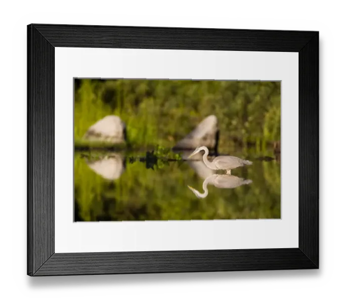 Framed Print : A great blue heron, Ardea herodias, feeds in Katahdin Lake near Maines Baxter Framed Print : A great blue heron, Ardea herodias, feeds in Katahdin Lake near Maines Baxter