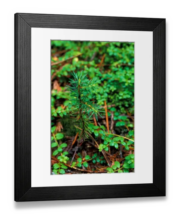 Framed Print : T8 R10 Wels, ME Spruce seedling in TNCs Big Reed Forest Reserve. Old growth