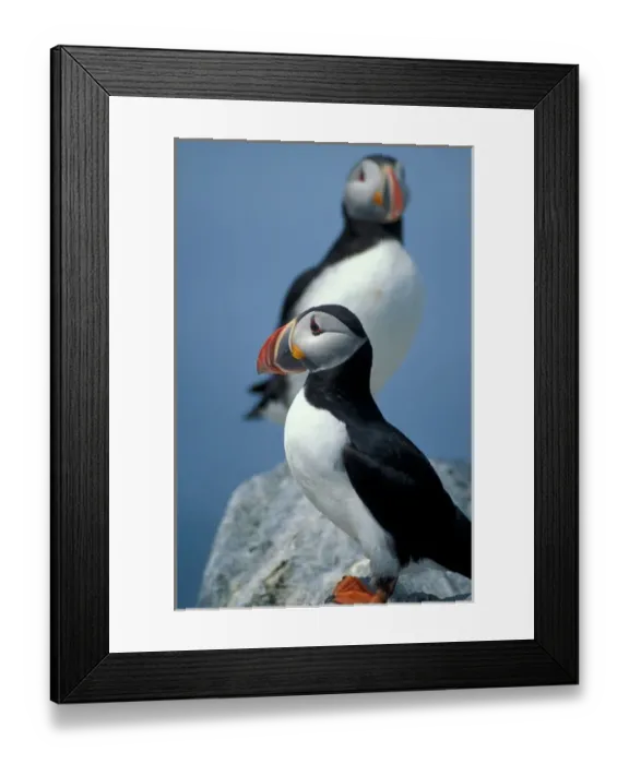 Framed Print : Atlantic Puffins, Fratercula arctica, on Machias Seal Island off the coasts of Maine Framed Print : Atlantic Puffins, Fratercula arctica, on Machias Seal Island off the coasts of Maine