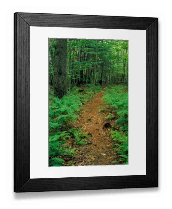 Framed Print : New Gloucester, ME Ferns border this trail in the forest behind the Sabbathday