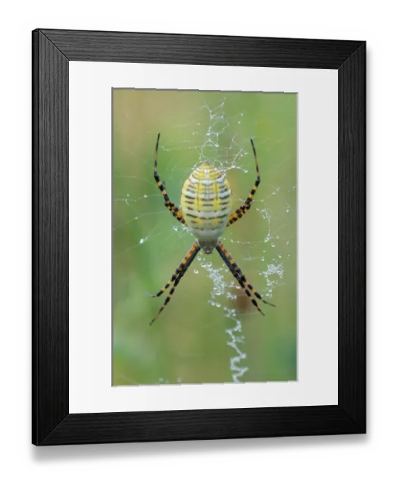 Framed Print : Biddeford, ME A garden spider (argiope) in its web. Arachnid class. In a field