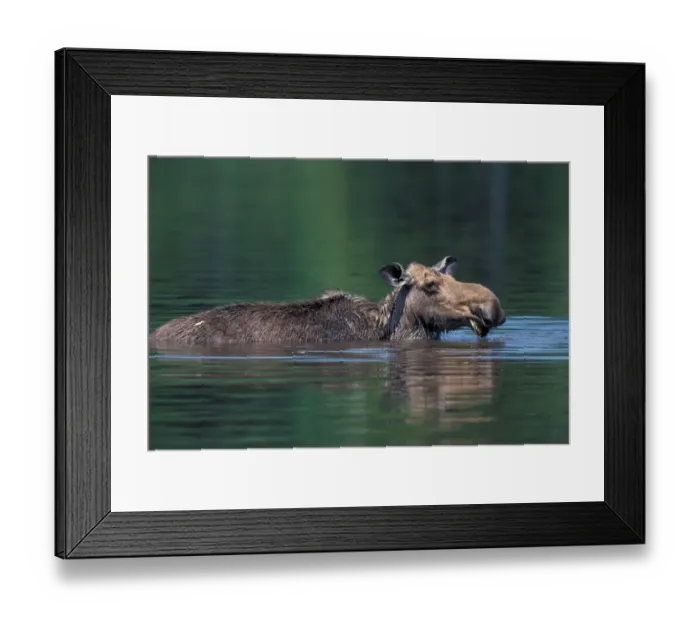 Framed Print : Baxter S. P. ME Moose, Alces alces. Feeding at Sandy Stream Pond. June Framed Print : Baxter S. P. ME Moose, Alces alces. Feeding at Sandy Stream Pond. June