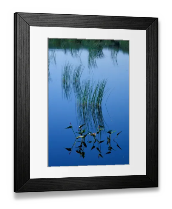 Framed Print : Acadia National Park, ME Pickerelweed, Pontederia cordata. Glacial tarn. The Tarn