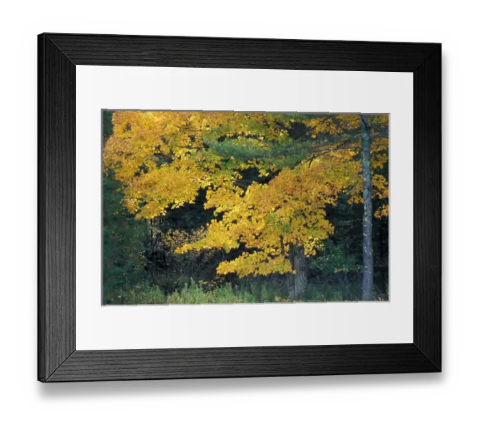 Framed Print : Kennebunkport, ME The backlit leaves of a sugar maple, Acer sacharrum, in fall
