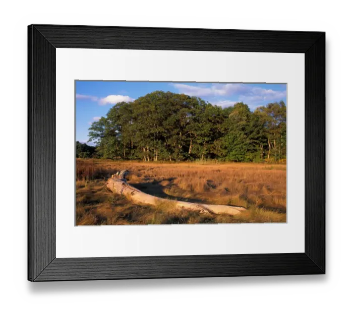 Framed Print : Yarmouth, ME. A driftwood log in salt marsh grasses near the Royal River. TPL project Framed Print : Yarmouth, ME. A driftwood log in salt marsh grasses near the Royal River. TPL project