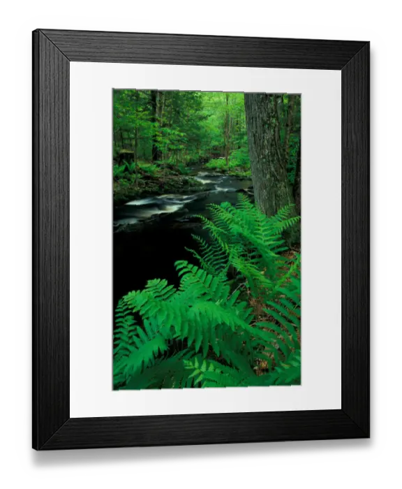 Framed Print : Ferns line a small stream in a forest on the Meserve Farm in Scarborough, Maine. Spring Framed Print : Ferns line a small stream in a forest on the Meserve Farm in Scarborough, Maine. Spring