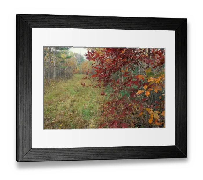 Framed Print : Kennebunkport, ME A tractor road in the woods on the Steele Farm. Fall Framed Print : Kennebunkport, ME A tractor road in the woods on the Steele Farm. Fall