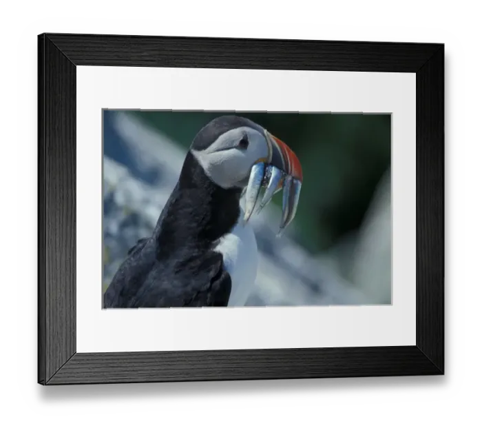 Framed Print : Atlantic Puffins, Fratercula arctica, on Machias Seal Island off the coasts of Maine