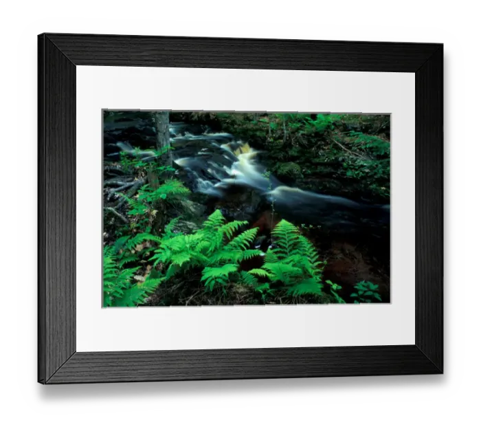 Framed Print : Ferns line a small stream in a forest on the Meserve Farm in Scarborough, Maine. Spring Framed Print : Ferns line a small stream in a forest on the Meserve Farm in Scarborough, Maine. Spring