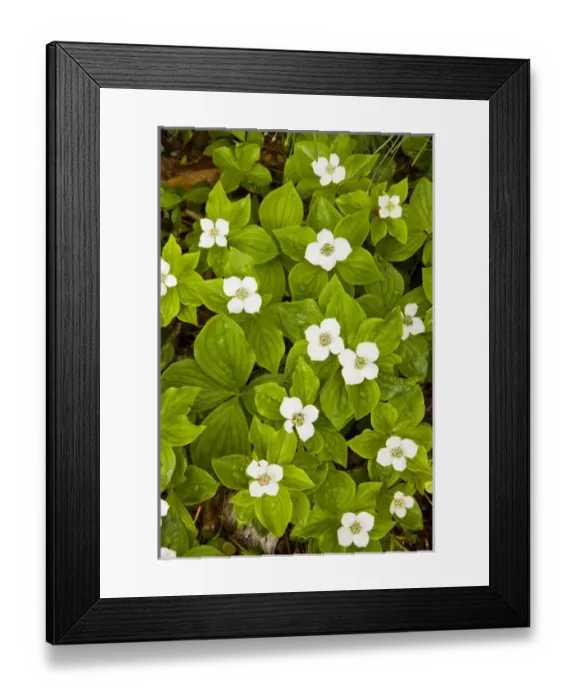 Framed Print : Blooming Bunchberry, Cornus canadensis, in Ellsworth, Maine