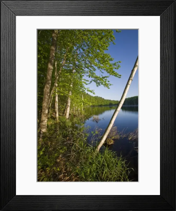 Framed Print : A paper birch tree leans over Boulter Pond at Highland Farm in York, Maine Framed Print : A paper birch tree leans over Boulter Pond at Highland Farm in York, Maine