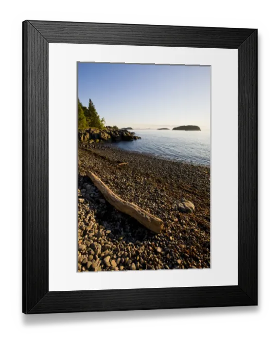 Framed Print : Driftwood on a cobble stone beach at Dorr Point in Maines Acadia National Park