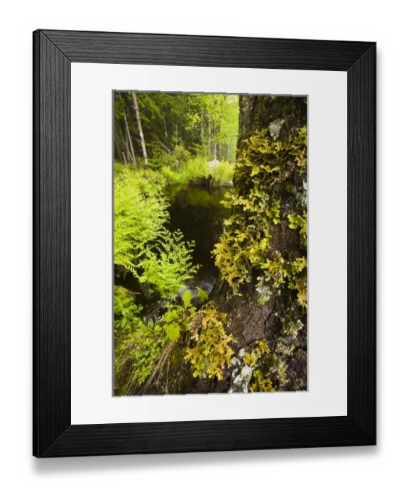 Framed Print : Ferns and a lichen-covered (Lobaria Pulmonaria) maple tree next to Moores Brook in Ellsworth, Maine
