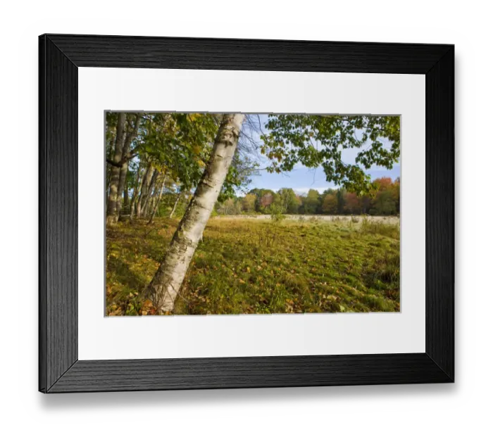 Framed Print : Fall foliage and hay field on the Benjamin Farm in Scarborough, Maine Framed Print : Fall foliage and hay field on the Benjamin Farm in Scarborough, Maine