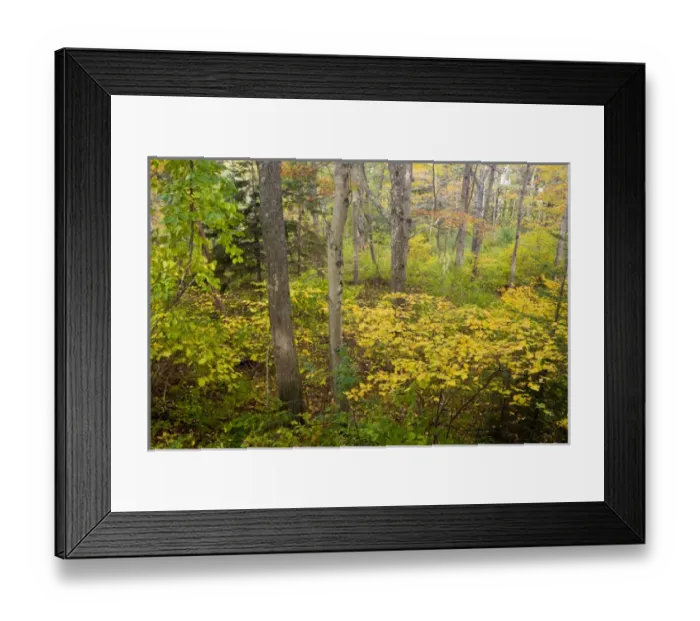 Framed Print : Fall foliage in a forest at the Benjamin Farm in Scarborough, Maine Framed Print : Fall foliage in a forest at the Benjamin Farm in Scarborough, Maine